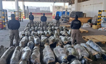 Decomisan más de 758 kilogramos de mariguana en Veracruz en operativo de la SEMAR