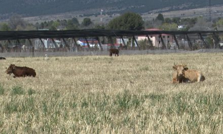 Productores agrícolas de Coahuila tienen esperanzas en Claudia Sheinbaum