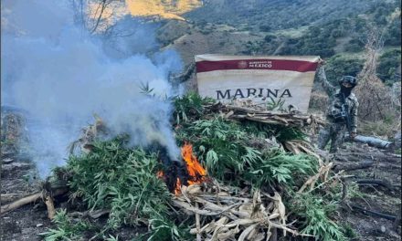 Semar desmantela laboratorios y erradica plantíos en Nayarit y Sinaloa
