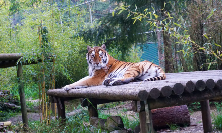 Mueren 20 felinos por gripe aviar en reserva de Washington
