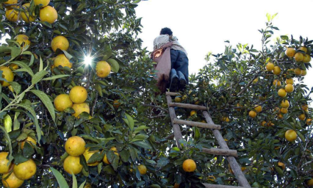 Empresas jugueras recurren a naranja de Honduras por sequía histórica en México
