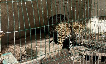 Durante cateo a exedil implicado en el asesinato de Alcalde de Morena encuentran armas y un leopardo