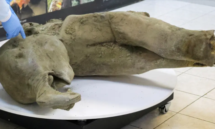 Exhiben en Rusia una cría de mamut de 50 mil años en estado excepcional