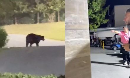 Entrenador de Rayados de Monterrey se lleva el susto de su vida luego de que apareciera un oso en su casa