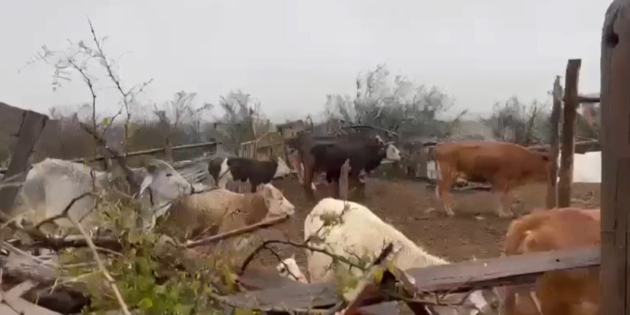 Poco el impacto del cierre de la frontera al ganado mexicano