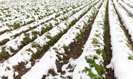 Heladas y sequía afectan al campo de Múzquiz