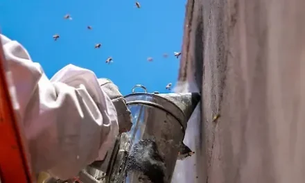 Refuerzan acciones para el cuidado de la fauna municipal
