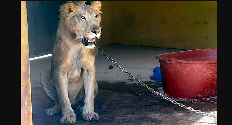 Rescatan a león encadenado en vivienda de Escuinapa, Sinaloa