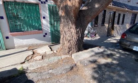 Un árbol de gran magnitud causa problemas en la colonia Zaragoza