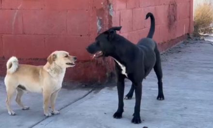 Acechan perros callejeros las calles de la colonia Asturias