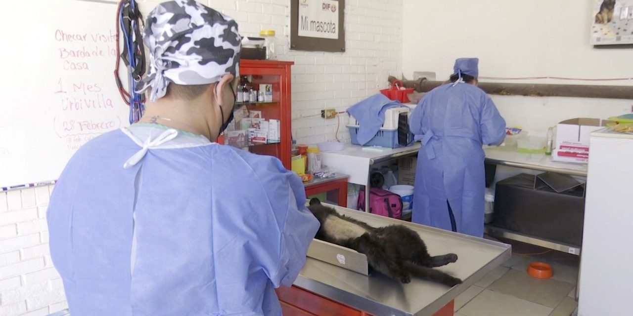 En marzo inician con esterilizaciones en Ramos Arizpe