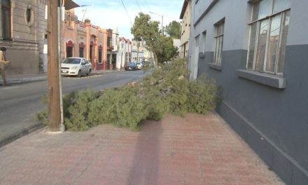 Las rachas de viento tumbaron un árbol del centro de Saltillo
