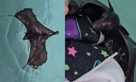 La sorpresa que generó un murciélago nadando en una alberca en Australia (video)