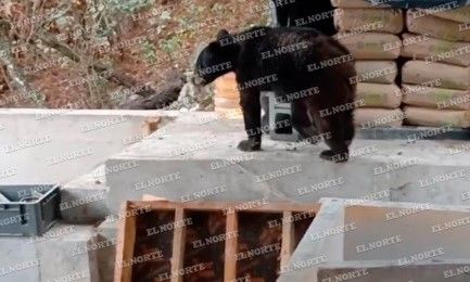 Oso ‘se pone a chambear’ en obra en construcción en San Pedro… trabajadores frenan labores