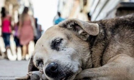 Denuncian envenenamiento masivo de perros y gatos en Hidalgo