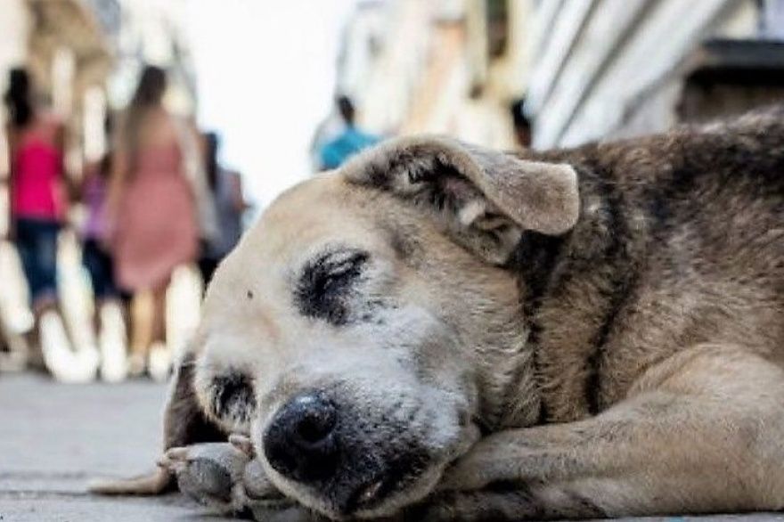 Denuncian envenenamiento masivo de perros y gatos en Hidalgo