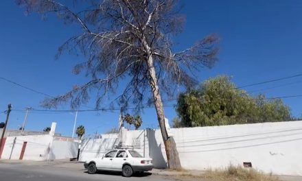 Viejo árbol representa un peligro  en la colonia ‘Rancho de Peña’ en Saltillo
