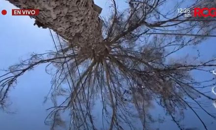 Piden vecinos que retiren el árbol en Rancho de Peña