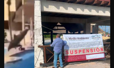 Suspenden actividades en delfinario de hotel en Riviera Maya