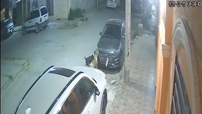 Perros ‘vándalos’ desvalijan auto en San Pedro de las Colonias… iban por un gato