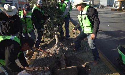 Inicia sustitución de árboles dañados en el camellón del bulevar V. Carranza