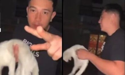 Indignación en redes por maltrato animal: Joven lanza gato al aire en Monterrey