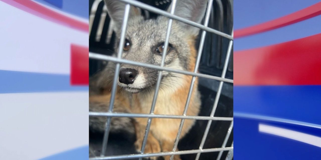Libera Policía Ambiental a zorro localizado en una bodega al norte de Saltillo