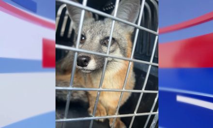Libera Policía Ambiental a zorro localizado en una bodega al norte de Saltillo