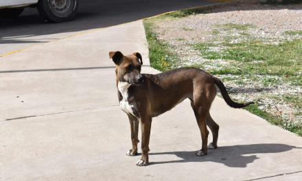 Abundan perros callejeros y basura en colonia de Ramos Arizpe