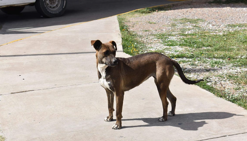 Abundan perros callejeros y basura en colonia de Ramos Arizpe