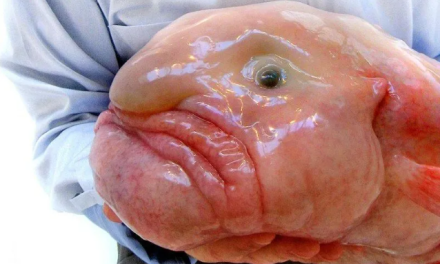 Coronan en Nueva Zelanda al Pez gota, el ‘animal más feo del mundo’
