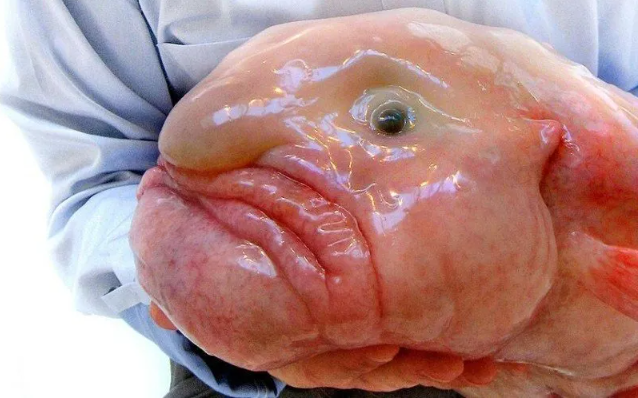 Coronan en Nueva Zelanda al Pez gota, el ‘animal más feo del mundo’