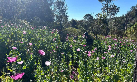 Ejército Mexicano destruye 327 plantíos de amapola y mariguana en cinco estados