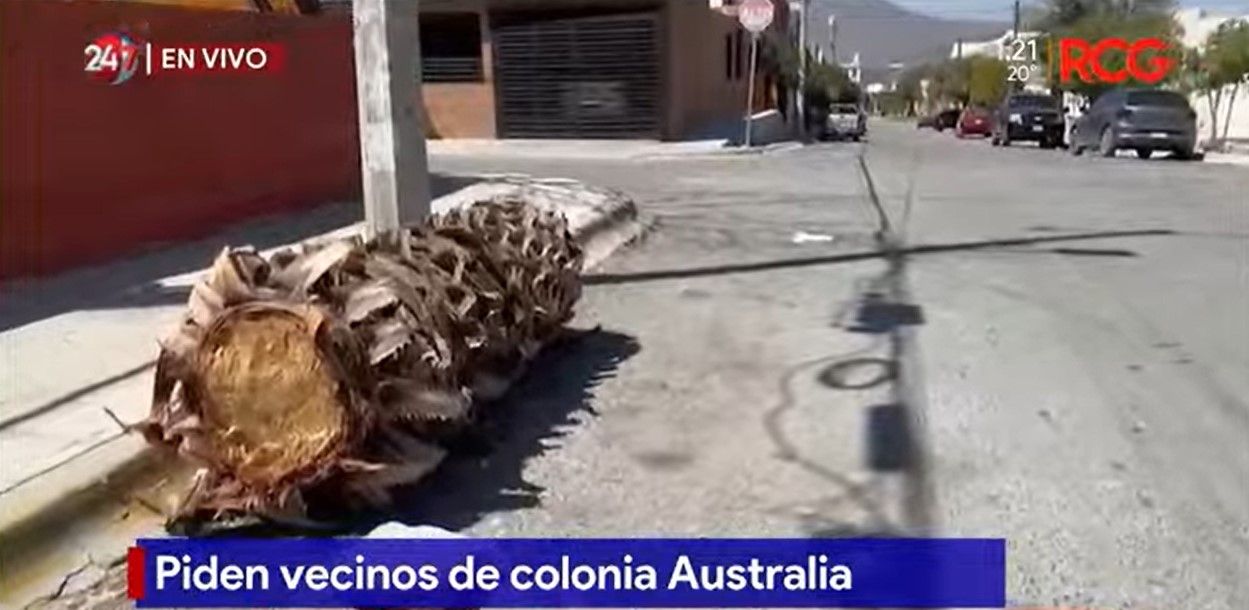 Reportan tronco que obstruye la vialidad en la colonia Australia