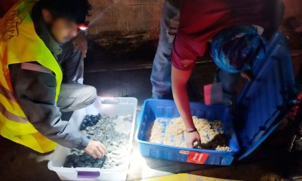 Aseguran 320 tortugas en autobús de pasajeros en la México-Puebla