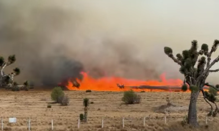 Fuerte incendio forestal afecta zona de Arteaga