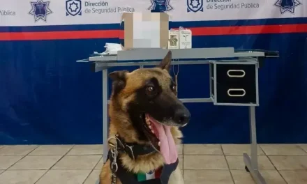 Detecta Unidad Canina paquete con droga en paquetería