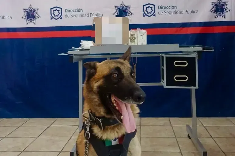 Detecta Unidad Canina paquete con droga en paquetería