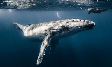 Alerta por alza en muertes de ballena gris en México
