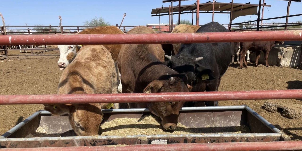 Llaman a ganaderos a aprovechar subsidio en el fierro de herrar