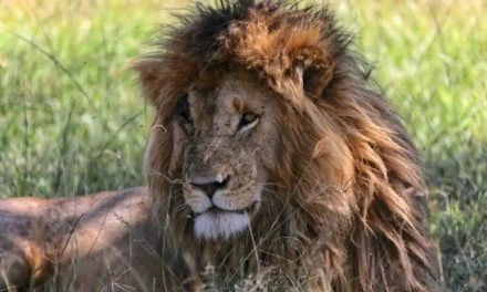 Niña muere al ser atacada por un león en Parque Nacional en Kenia