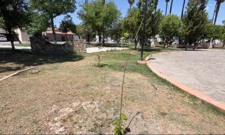Maleante comete ecocidio en plaza publica de la colonia Republica Oriente