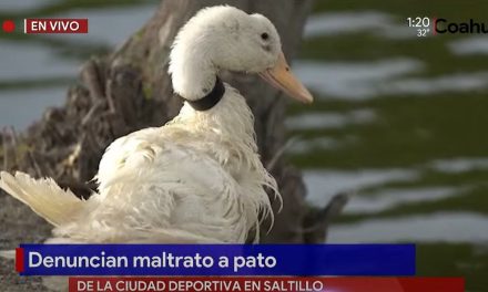 Saltillo: Denuncian maltrato a patito de la Ciudad Deportiva; lo ahorcan con cinta