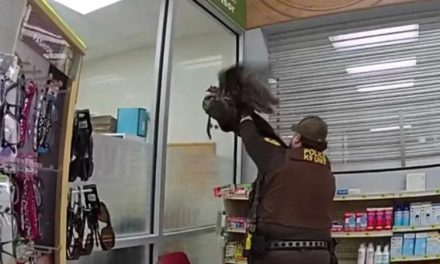 ¿Venganza del Thanksgiving? Pavo salvaje ataca a clientes de una farmacia en Indiana (video)