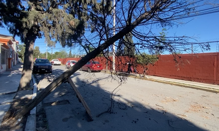 Un pino es sostenido solo por cables de luz en la colonia Saltillo 2000