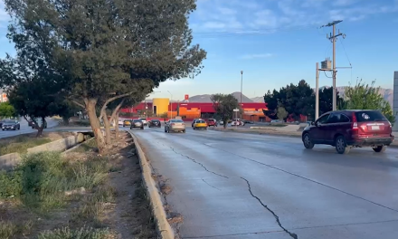 Saltillo: Piden la poda de pinos, obstruyen la visibilidad de semáforo