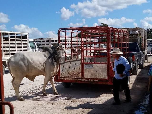 Inicia exportación de ganado por la frontera de Coahuila