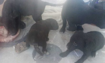 Atiende Salud Pública municipal a perritos rescatados en incendio