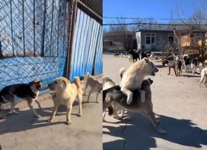 Video: El perro ‘macho alfa’ que sometió a una manda con un ladrido