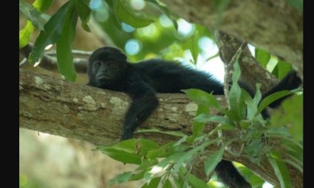 Olas de calor provocaron la muerte de más de 280 monos saraguatos en Tabasco